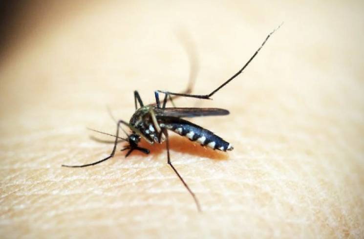 Ilustrasi nyamuk Aedes aegypti penyebab DBD. (Foto: Pexels/icon0.com)