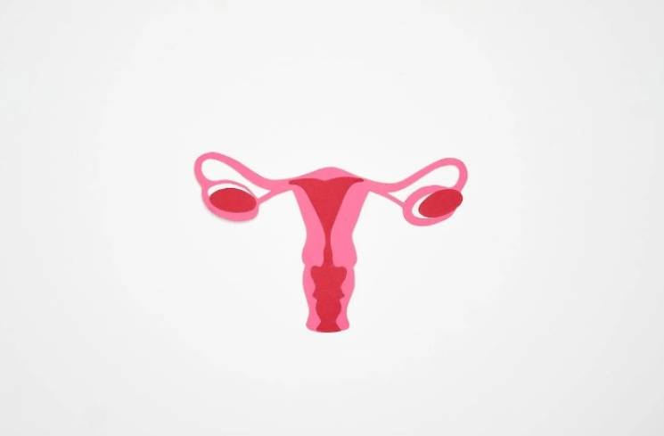 Ilustrasi organ reproduksi perempuan. (Foto: Pexels/Nadezhda Moryak)