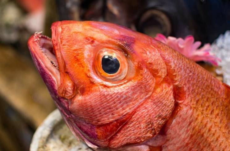 Ilustrasi ikan kakap merah baik untuk menu MPASI si kecil. (Foto: Pexels/Mirko Kuzmanovic)